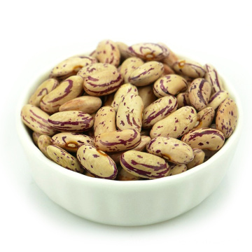 Light Specked Kidney beans long type scientific name of beans